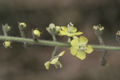 Verbascum chinense